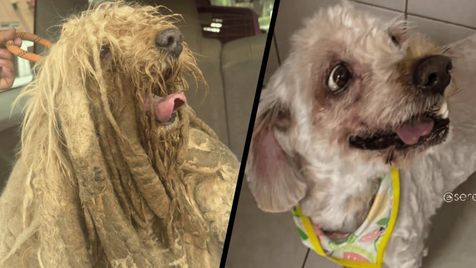 La historia de Soñador, un perrito rescatado que tenía 5 kilos de pelaje La historia de Soñador, un perrito rescatado que tenía 5 kilos de pelaje