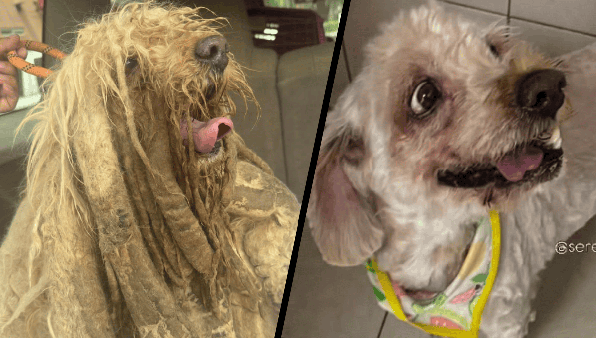 Soñador tuvo un gran cambio de imagen. (FOTO: Instagram Seres Libres).