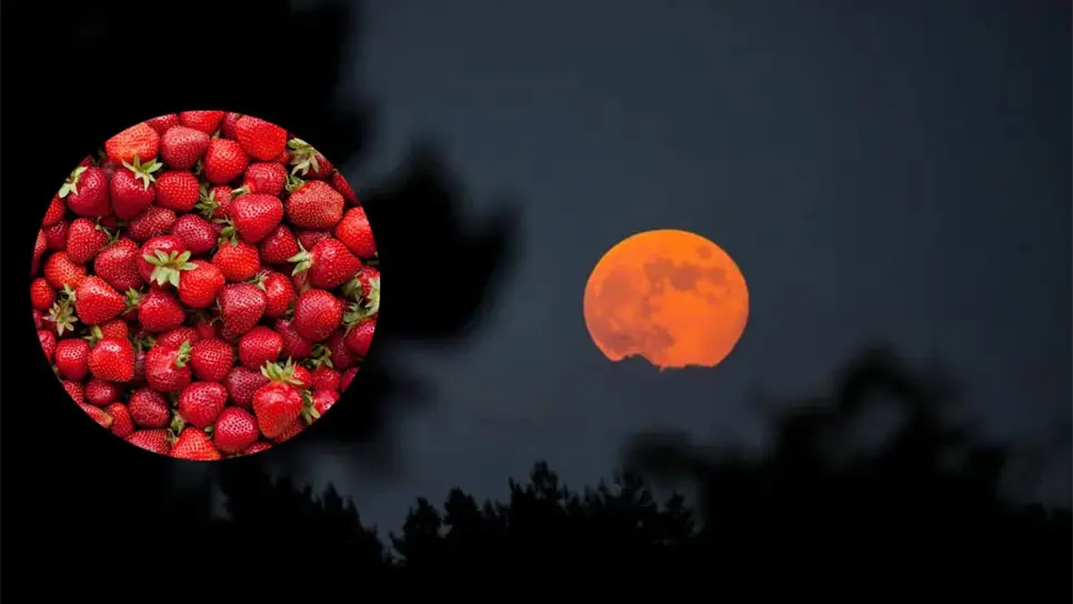 FOTO: Luna de Fresa 2025: cuándo, cómo y por qué no te la puedes perder