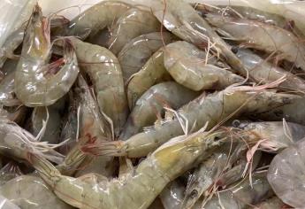 Acuicultores de Sinaloa exigen freno al contrabando de camarón
