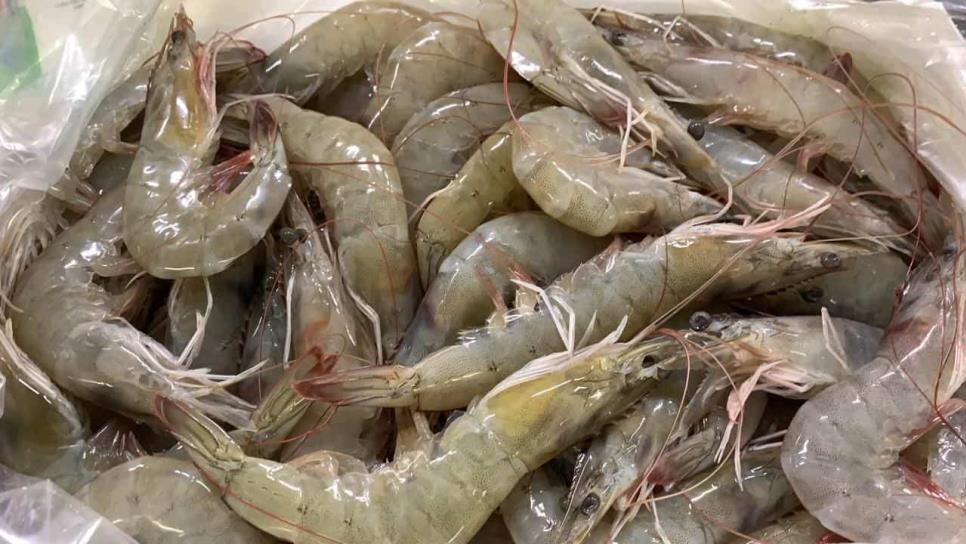 Acuicultores de Sinaloa exigen freno al contrabando de camarón