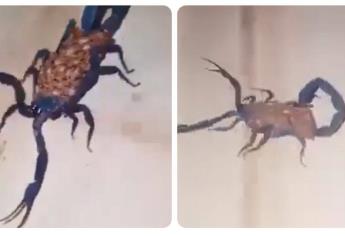 ¿Alacrán azul? Así encontraron a este venenoso insecto en el interior de una casa | VIDEO