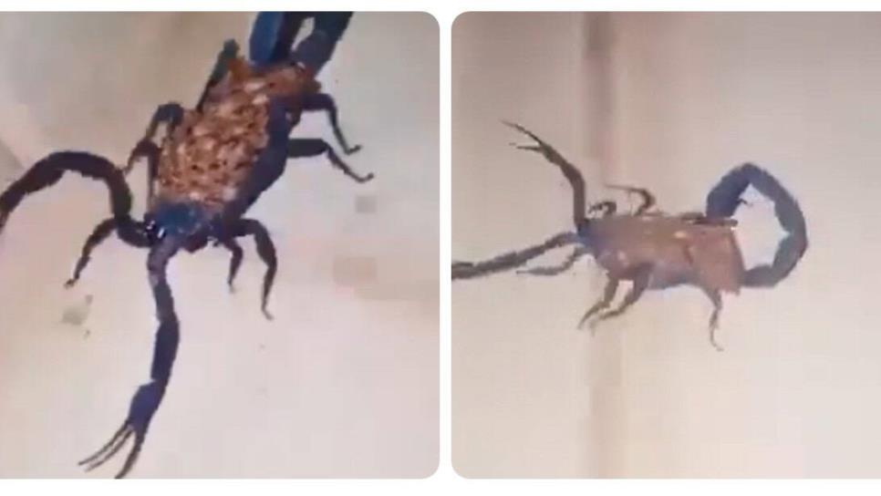 ¿Alacrán azul? Así encontraron a este venenoso insecto en el interior de una casa | VIDEO ¿Alacrán azul? Así encontraron a este venenoso insecto en el interior de una casa | VIDEO