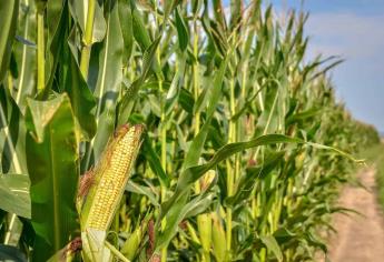 Faltan 500 productores de maíz por pagar en Sinaloa