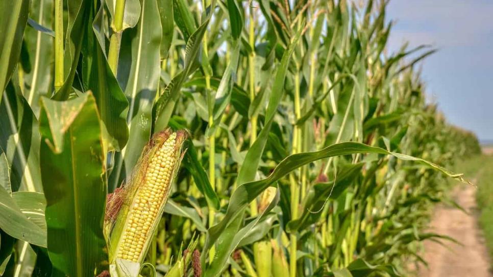 Faltan 500 productores de maíz por pagar en Sinaloa Faltan 500 productores de maíz por pagar en Sinaloa