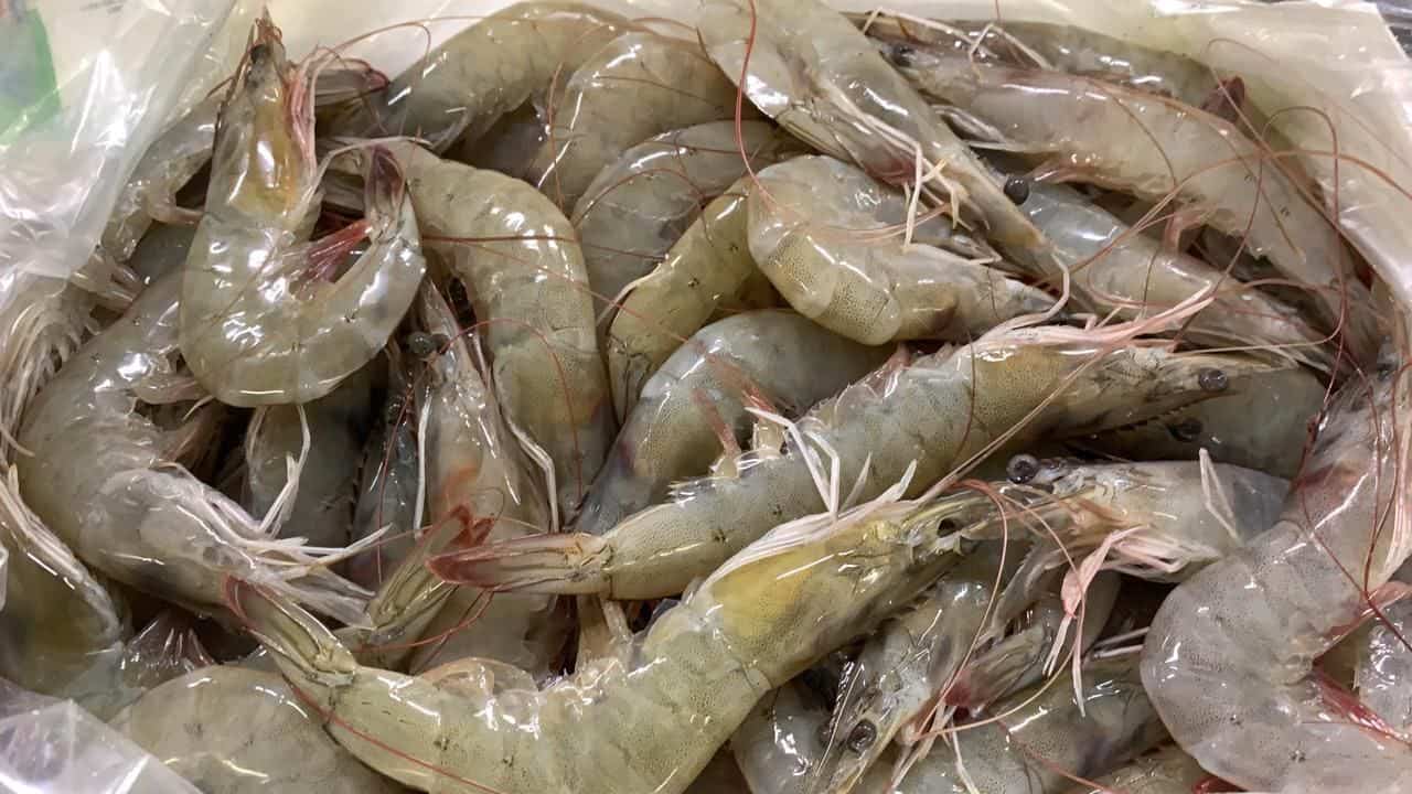 Pescadores acusan saqueo del mar en  veda de camarón