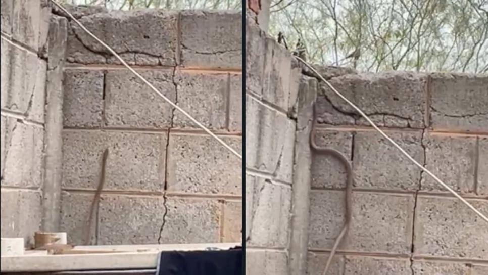 Serpiente se mete a las casas de este fraccionamiento en Los Mochis; vecinos se dicen aterrorizados | VIDEO Serpiente se mete a las casas de este fraccionamiento en Los Mochis; vecinos se dicen aterrorizados | VIDEO