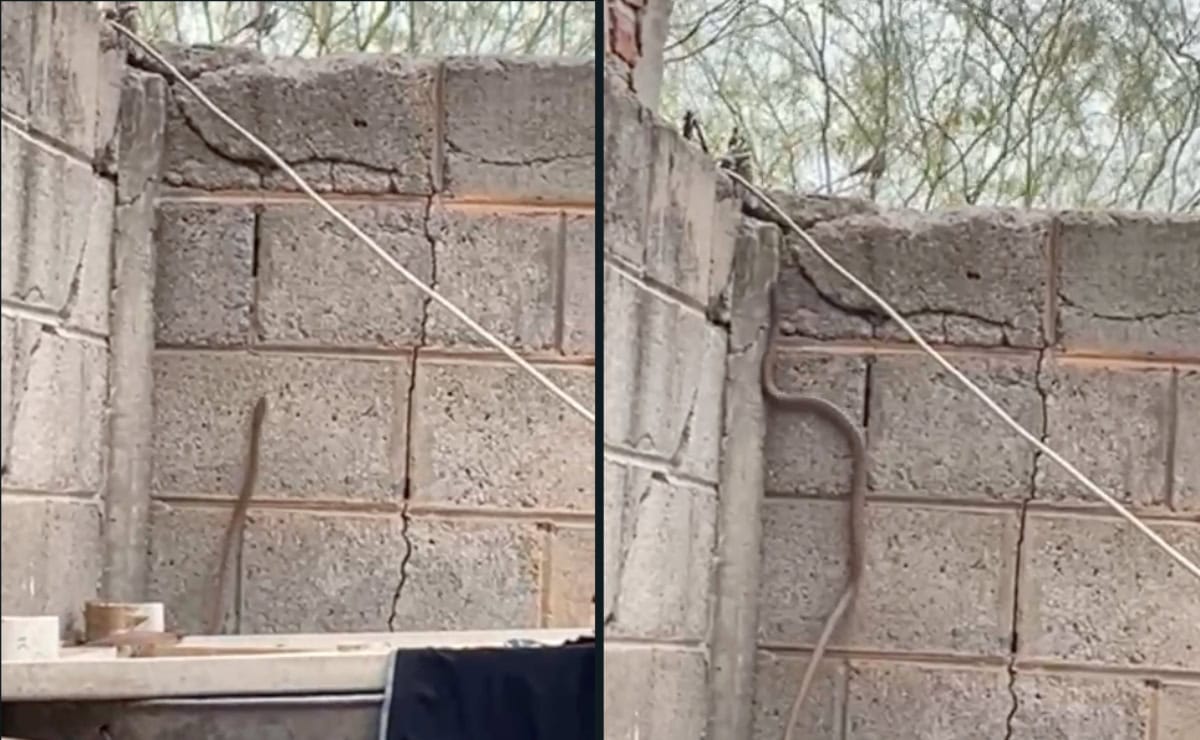 FOTO: Serpiente se mete a las casas de este fraccionamiento en Los Mochis; vecinos se dicen aterrorizados | VIDEO