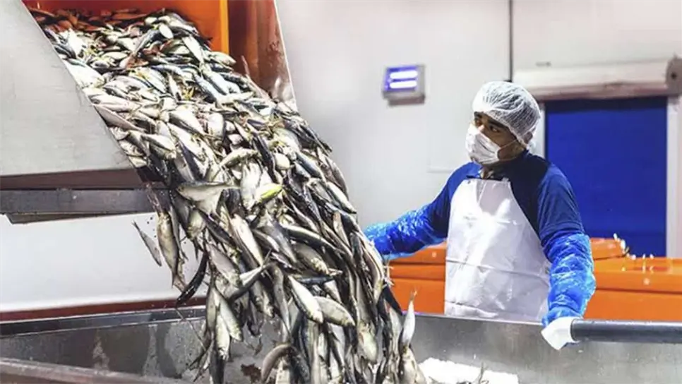 El atún de Mazatlán ha ganado la confianza de millones de consumidores no solo en Sinaloa sino fuera de México, consolidando al puerto como una potencia en la industria alimentaria internacional