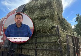 Entregan más de 23 mil pacas a ganaderos de Sinaloa para mitigar efectos de la sequía