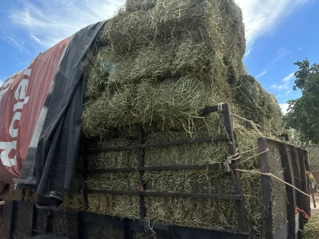 Entregan más de 23 mil pacas a ganaderos de Sinaloa para mitigar efectos de  la sequía | Luz Noticias