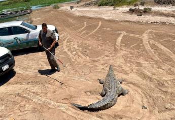 Protección Civil libera dos cocodrilos en Culiacán, uno de ellos de 4 metros