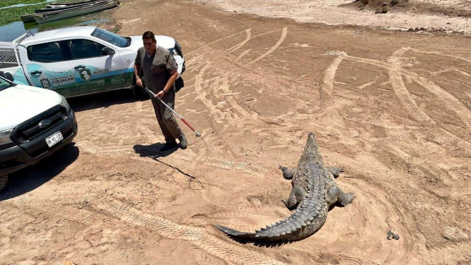 Protección Civil libera dos cocodrilos en Culiacán, uno de ellos de 4 metros Protección Civil libera dos cocodrilos en Culiacán, uno de ellos de 4 metros