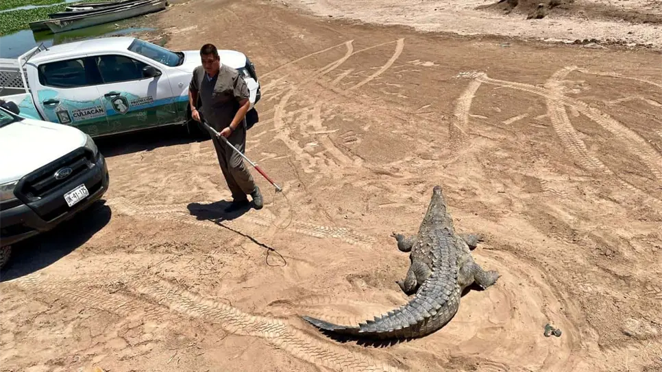 La liberación se dio en una reserva natural. (FOTO: Luz Noticias).
