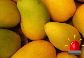 Mango Ataúlfo, el más afectado por la sequía en Sinaloa