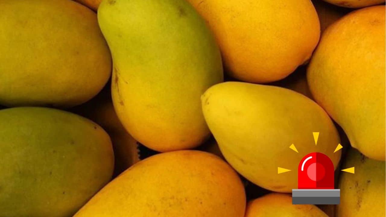 Mango Ataúlfo, el más afectado por la sequía en Sinaloa