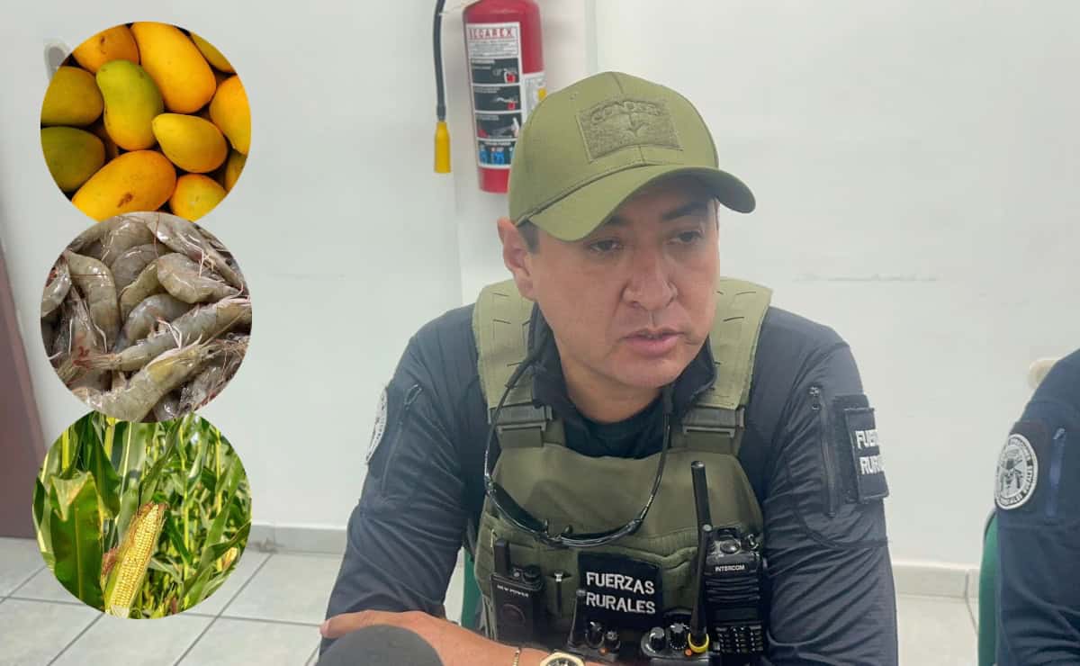 Aumenta el robo de mango, maíz y camarón por desempleo en Ahome