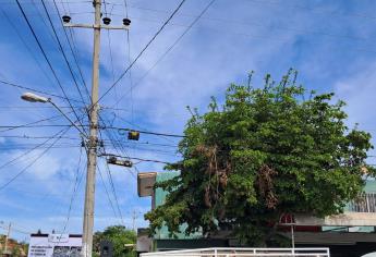 ¿Los árboles de tu calle chocan con el cableado? Repórtalos; Ayuntamiento y CFE inician programa de poda en Los Mochis