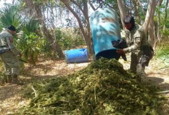 Aseguran y desmantelan un secadero de marihuana en Culiacán