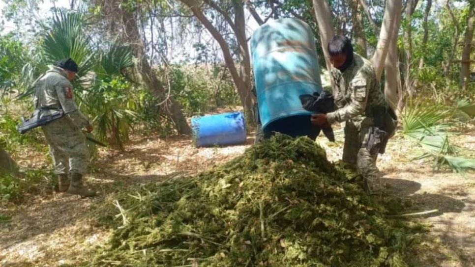 Aseguran y desmantelan un secadero de marihuana en Culiacán Aseguran y desmantelan un secadero de marihuana en Culiacán