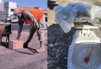 Militares aseguran mariguana en El Desengaño, la olfateó un perro