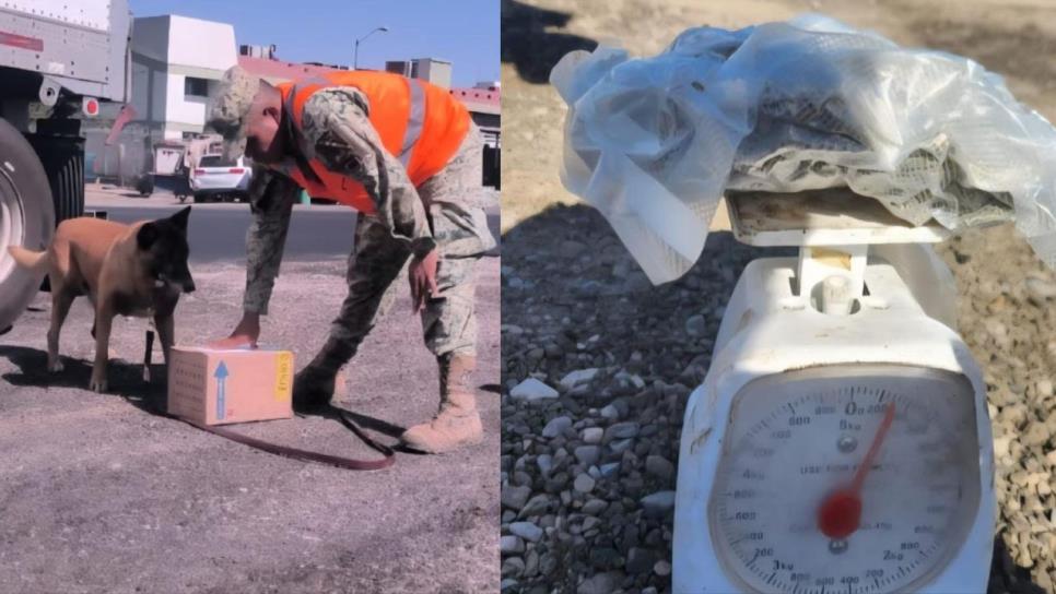 Militares aseguran mariguana en El Desengaño, la olfateó un perro Militares aseguran mariguana en El Desengaño, la olfateó un perro