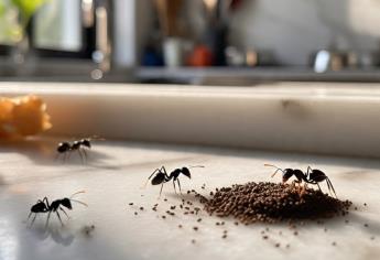 Con esta receta de ingredientes caseros eliminarás a las hormigas de tu hogar