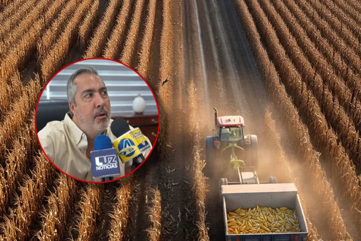 México importa maíz blanco transgénico para consumo humano, denuncian productores sinaloenses