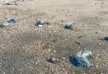 ¡Cuidado con los quemadores! Aquí te decimos cómo protegerte de las medusas en playas de Mazatlán
