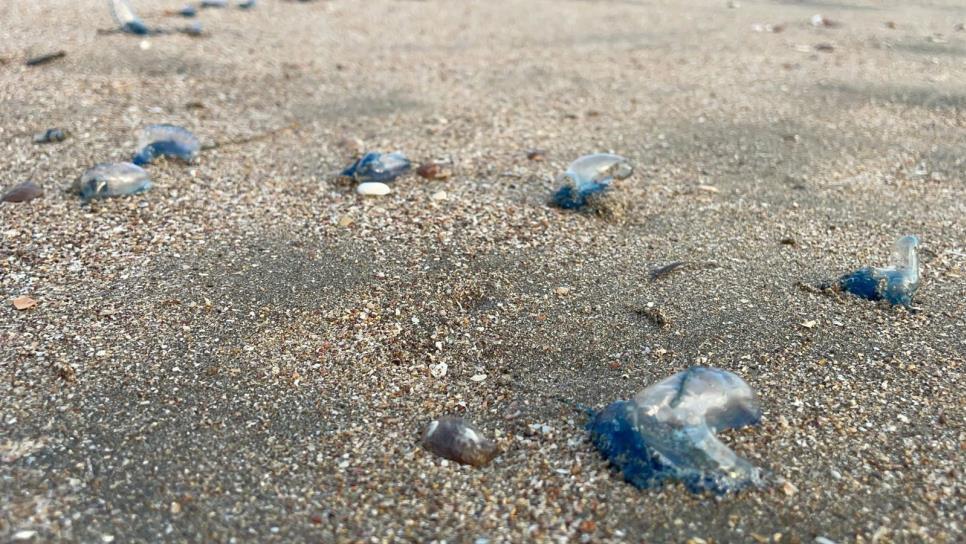 ¡Cuidado con los quemadores! Aquí te decimos cómo protegerte de las medusas en playas de Mazatlán ¡Cuidado con los quemadores! Aquí te decimos cómo protegerte de las medusas en playas de Mazatlán