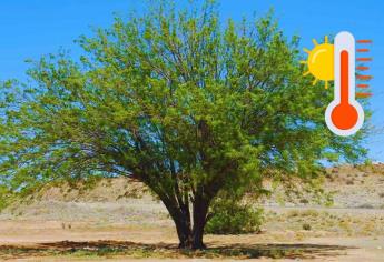 ¿Cuál es el árbol nativo de Sinaloa que resiste el calor extremo del verano?