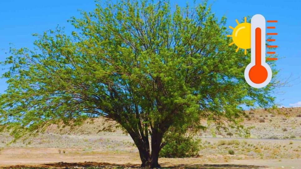 ¿Cuál es el árbol nativo de Sinaloa que resiste el calor extremo del verano? ¿Cuál es el árbol nativo de Sinaloa que resiste el calor extremo del verano?