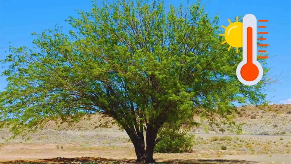 FOTO: ¿Cuál es el árbol nativo de Sinaloa que resiste el calor extremo del verano?