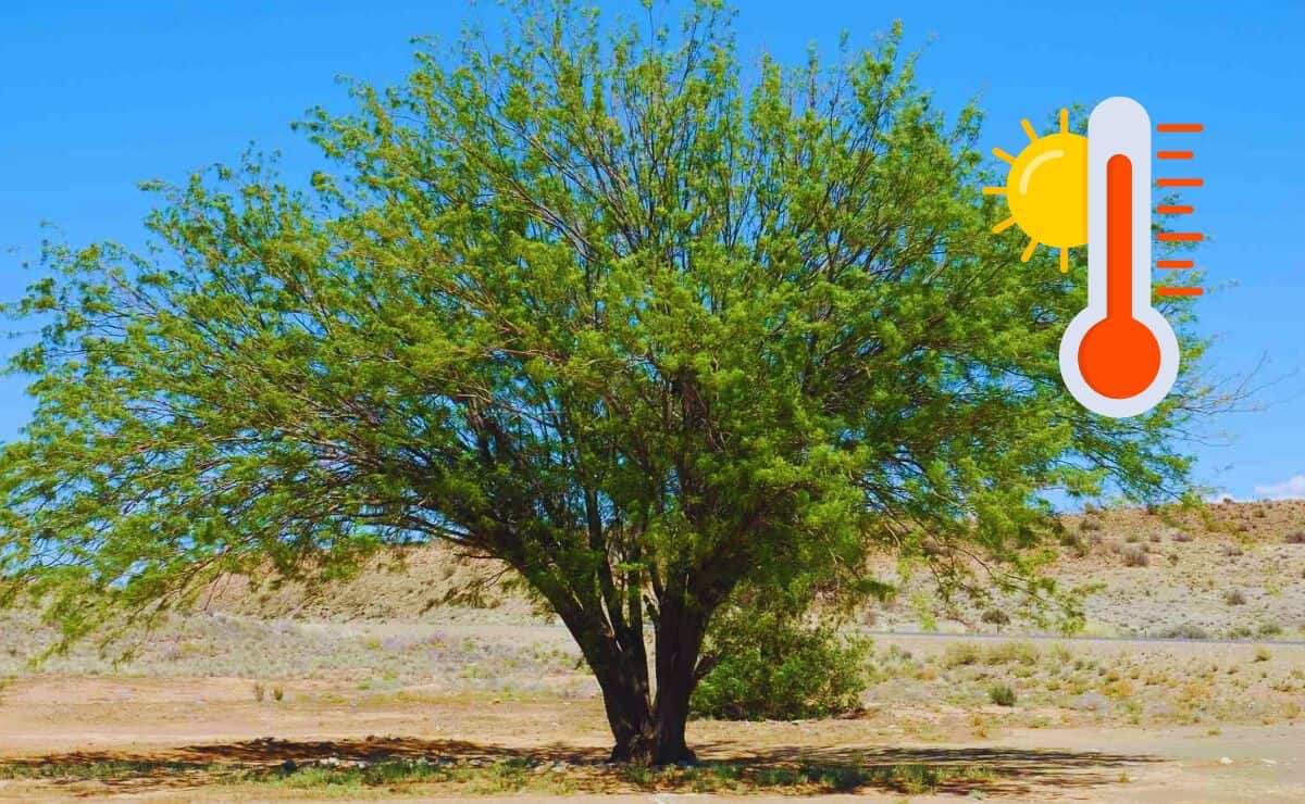 ¿Cuál es el árbol nativo de Sinaloa que resiste el calor extremo del verano?