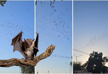 En Culiacán captan a miles de murciélagos salir de este lugar | VIDEO