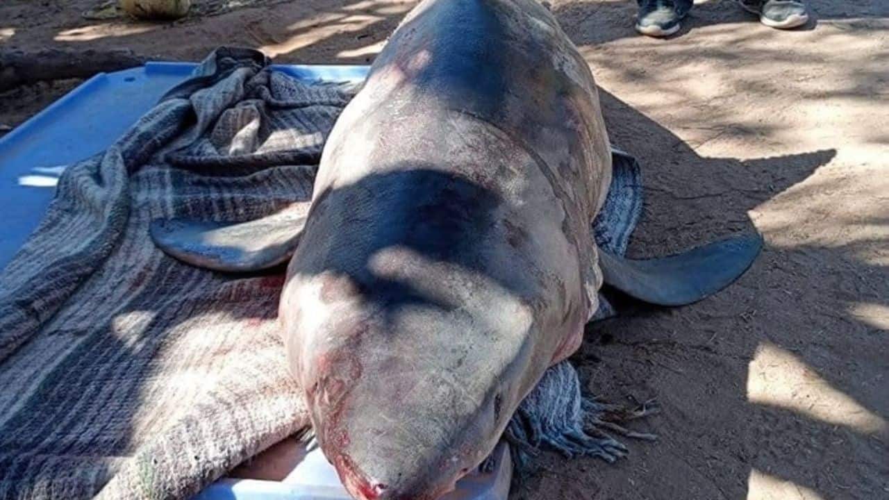 Activan alerta de tiburón en playas de Camahuiroa en sur de Sonora
