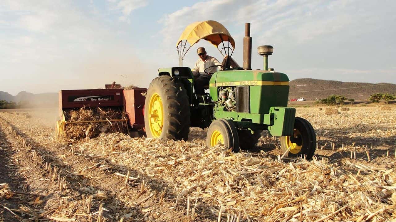 Ordena destruir cultivos de hoja ancha en Culiacán  para frenar plagas