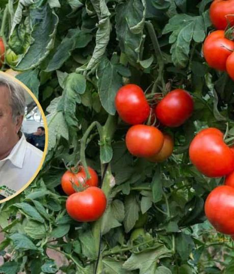 Sinaloa defiende exportación de tomate ante incertidumbre por aranceles en EE.UU.
