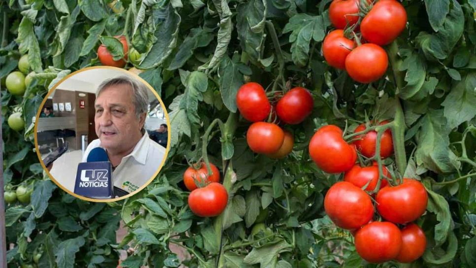 Sinaloa defiende exportación de tomate ante incertidumbre por aranceles en EE.UU. Sinaloa defiende exportación de tomate ante incertidumbre por aranceles en EE.UU.