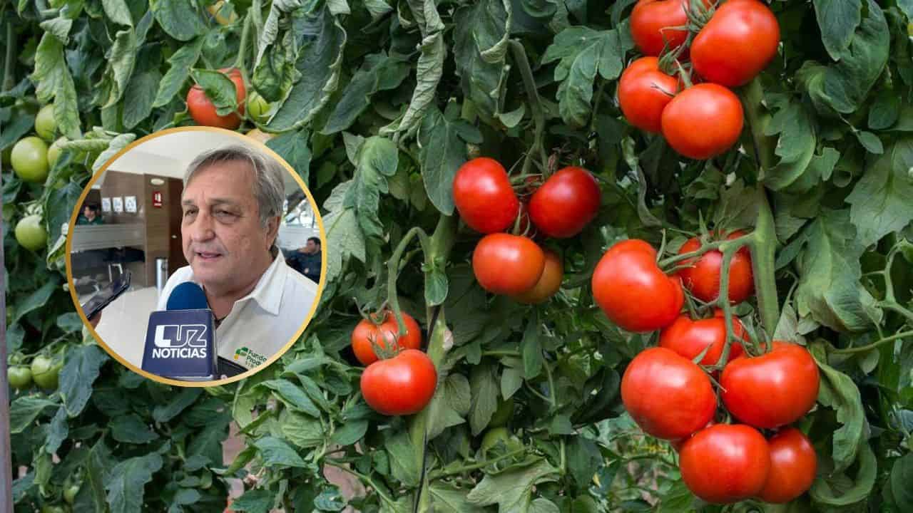 Sinaloa defiende exportación de tomate ante incertidumbre por aranceles en EE.UU.