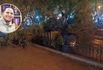 Tras caída de árbol en Plazuela 27 de Septiembre, ecología verifica áreas verdes de Los Mochis