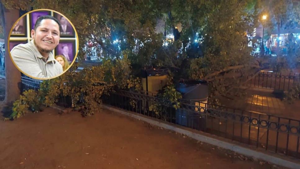 Tras caída de árbol en Plazuela 27 de Septiembre, ecología verifica áreas verdes de Los Mochis Tras caída de árbol en Plazuela 27 de Septiembre, ecología verifica áreas verdes de Los Mochis