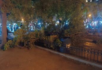 Cae un árbol en la Plazuela 27 de Septiembre, en Los Mochis