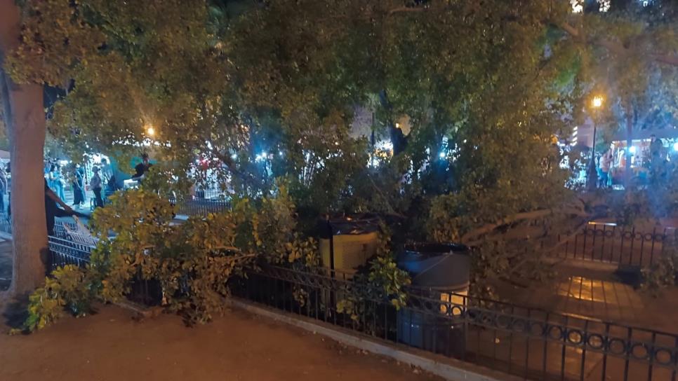 Cae un árbol en la Plazuela 27 de Septiembre, en Los Mochis Cae un árbol en la Plazuela 27 de Septiembre, en Los Mochis