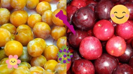 ¡Llegaron las ciruelas!: ¿En qué lugar de Sinaloa se da más esta rica fruta? ¡Llegaron las ciruelas!: ¿En qué lugar de Sinaloa se da más esta rica fruta?