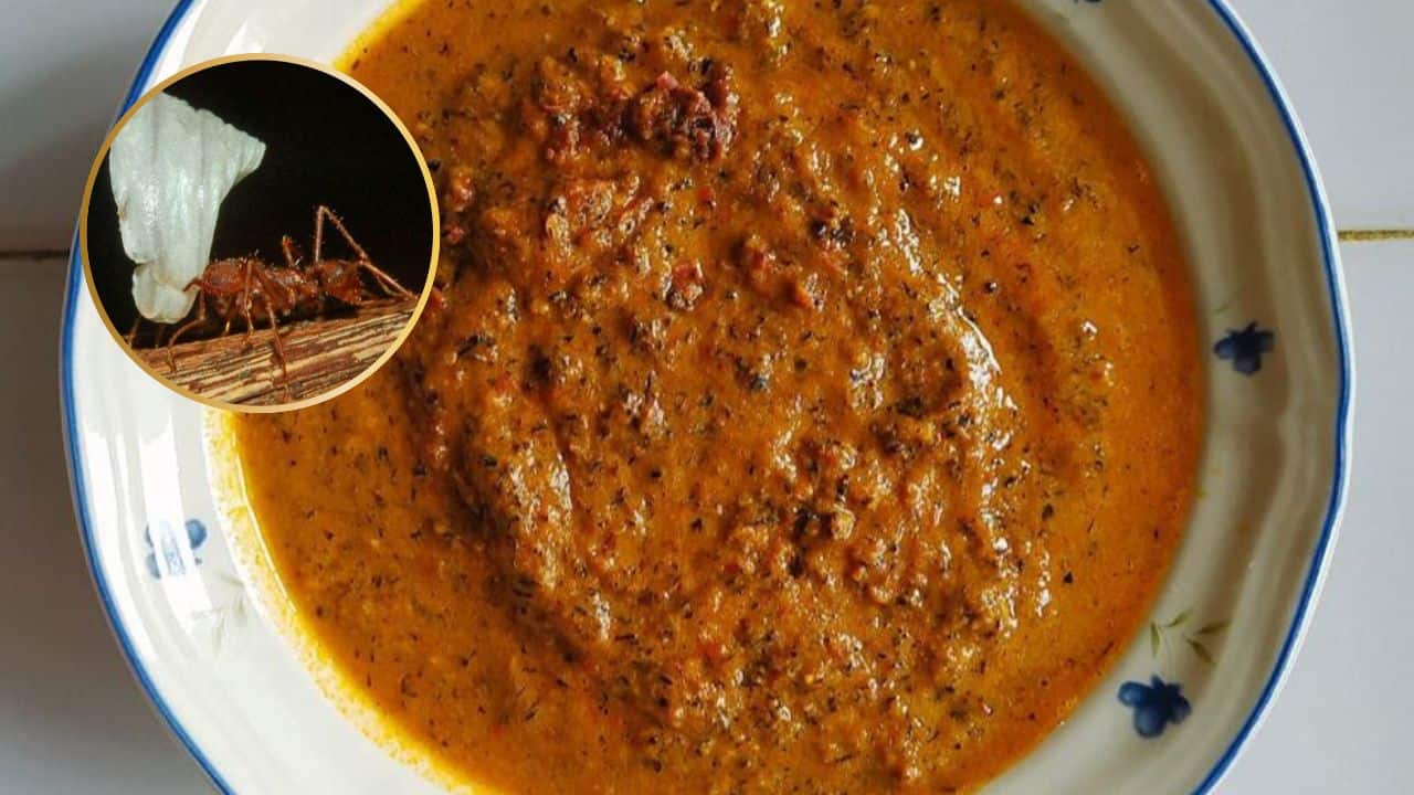 Las hormigas chicatanas son comunes en Badiraguato. FOTO: Luz Noticias.