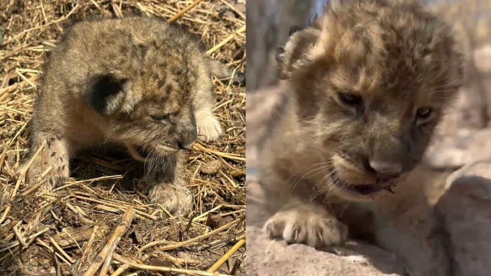 Nace leona en el santuario Ostok en Mazatlán; su madre fue rescatada de un predio abandonado Nace leona en el santuario Ostok en Mazatlán; su madre fue rescatada de un predio abandonado