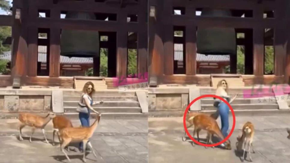 Geraldine Bazán es mordida por un venado durante su viaje a Japón | VIDEO Geraldine Bazán es mordida por un venado durante su viaje a Japón | VIDEO