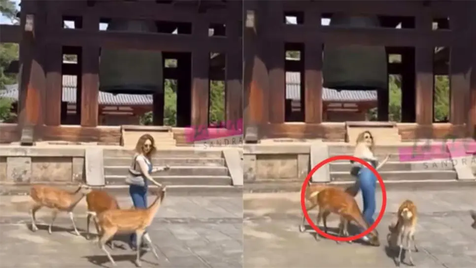 La actriz, sorprendida, reaccionó apartándose con rapidez, entre risas nerviosas, sin lograr ahuyentar por completo a los animales debido a que portaba alimento para ellos