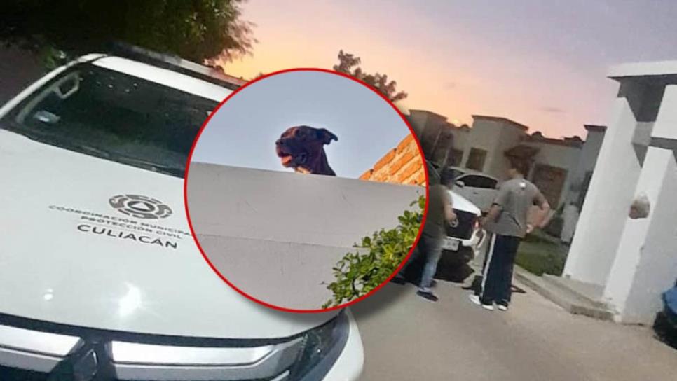 Rescatan a perro Pit Bull del techo de una casa en Valle Alto, Culiacán Rescatan a perro Pit Bull del techo de una casa en Valle Alto, Culiacán